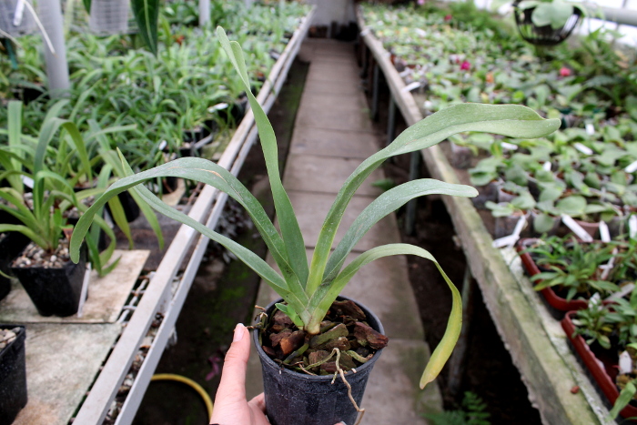 Angraecum longicalcar x sesquipedale.JPG