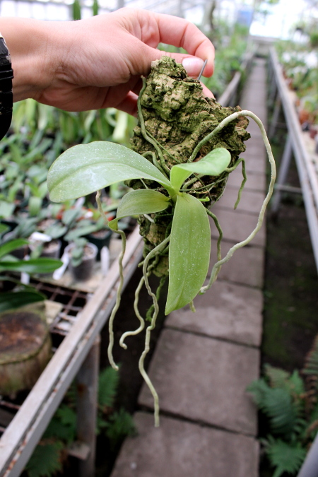 Phalaenopsis lueddemanniana var. deltonii.JPG