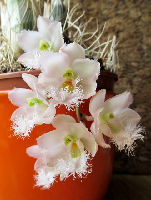 Clowesia Rebecca Northen 'Mikkabi'