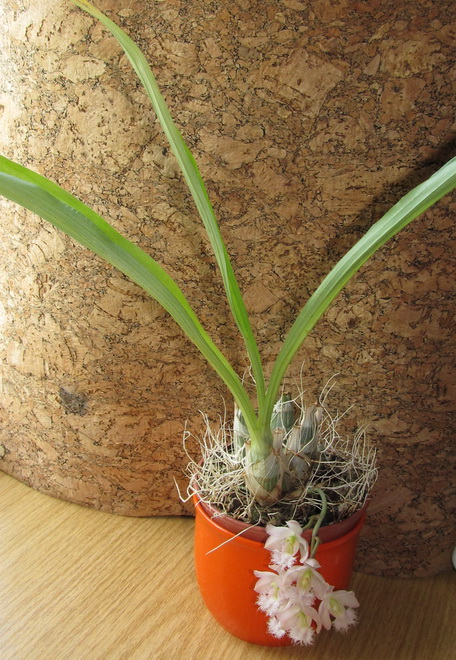 Clowesia Rebecca Northen 'Mikkabi'