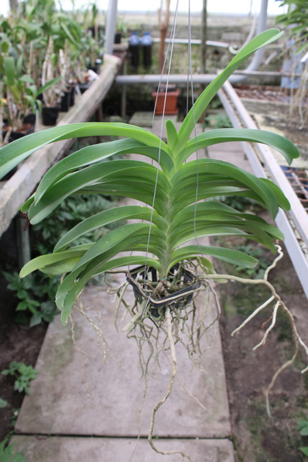 Vanda Rothschildiana.jpg