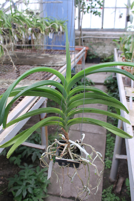 Vanda (Wirat x Kultana Blue).jpg