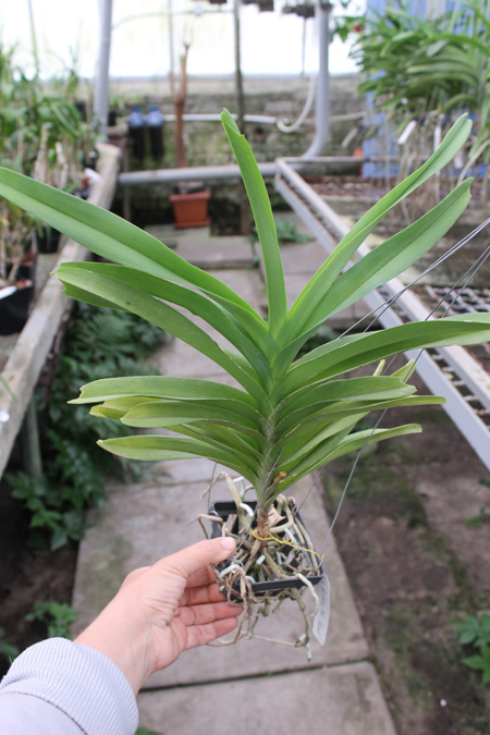 Vanda Pak Chong Blue.jpg