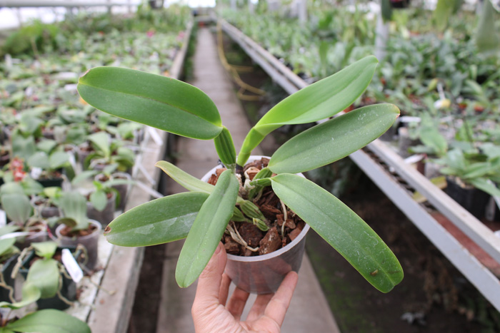 Cattleya labiata punctata x Cattleya labiata punctata (quase concolor) 'AWZ'.jpg