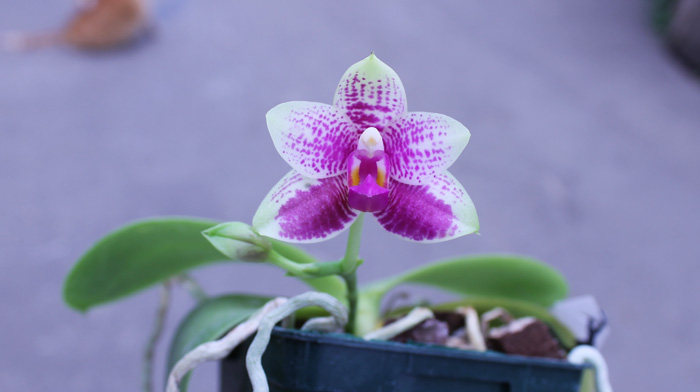 Phalaenopsis Grosbeak.jpg