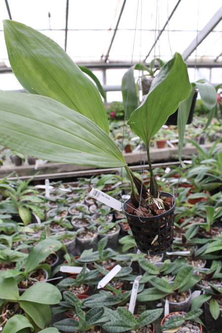 Stanhopea florida.jpg