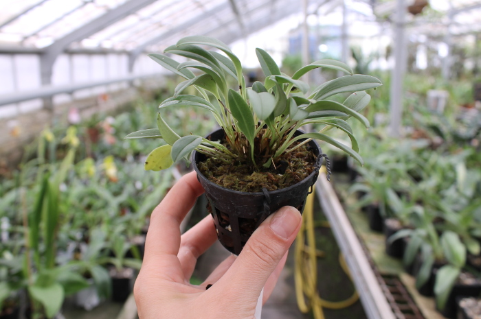 Masdevallia brachyura.JPG