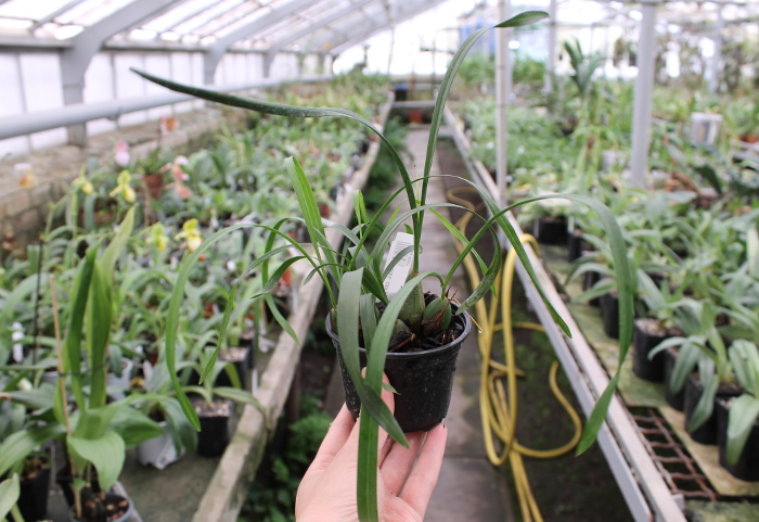 Maxillaria chrysantha.JPG