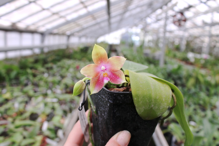 Phalaenopsis Jennifer Palermo (C1 type) x Phalaenopsis LD's Bear Queen.JPG