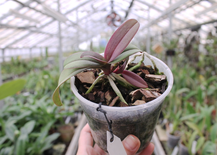 Doritaenopsis Lius Sakura.JPG