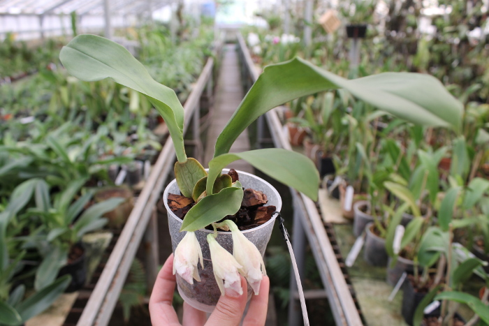 Trichopilia suavis.JPG