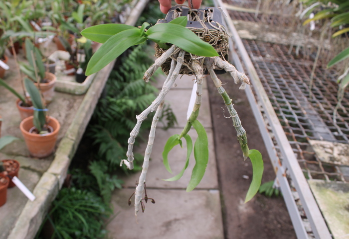 Dendrobium parishii.JPG