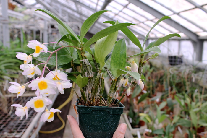 Dendrobium farmeri.JPG