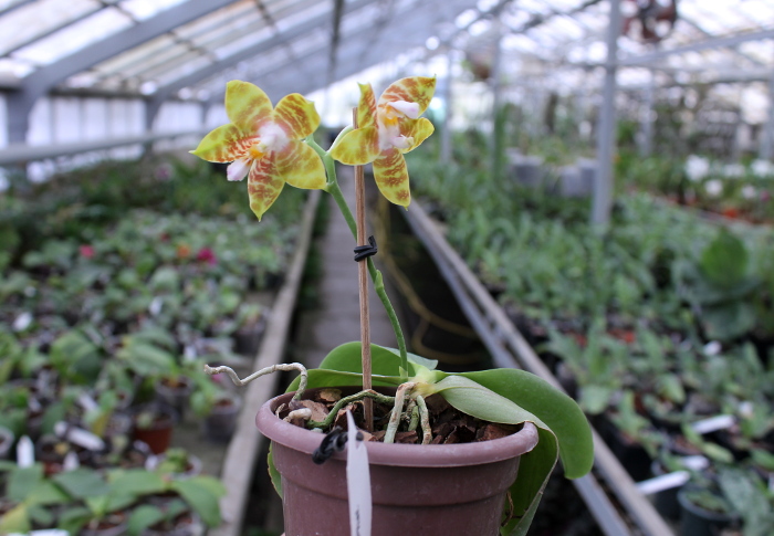 Phalaenopsis amboinensis x Phalaenopsis Penang Girl.JPG