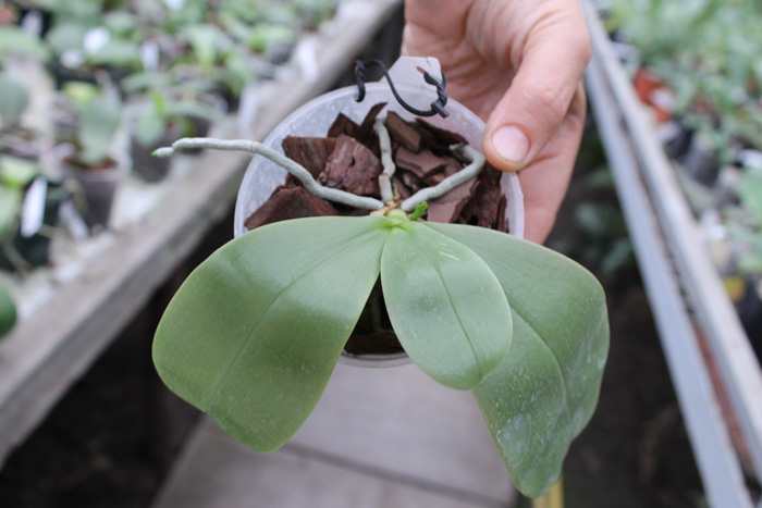 Phalaenopsis violacea var coerulea.jpg