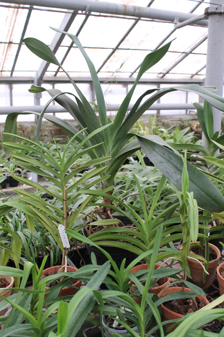 Angraecum Veitchii.jpg