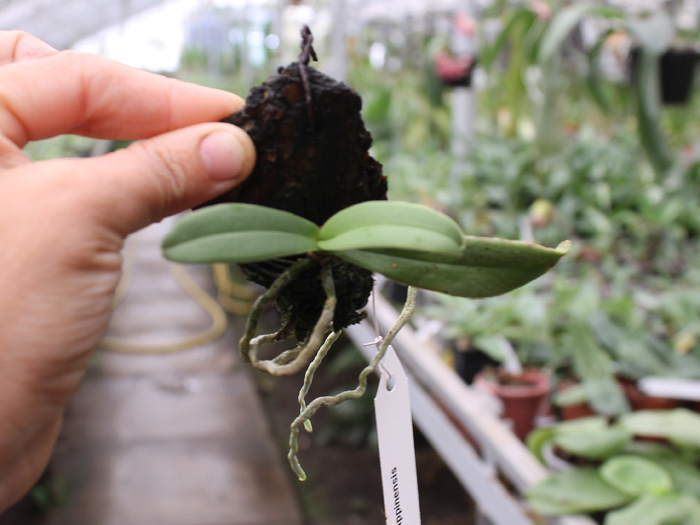 Amesiella philippinensis.jpg