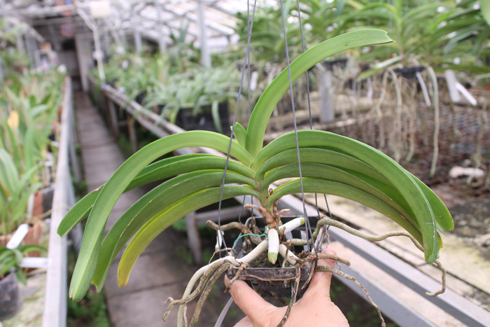 Rhynchostylis coelestis blue.jpg