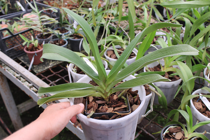 Rhynchostylis gigantea spot.jpg