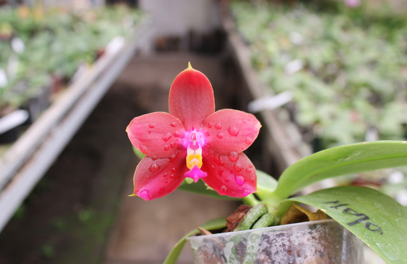 Phalaenopsis Ld's Bear King 'RK-3'.jpg