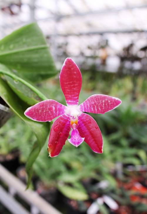 Phalaenopsis Coral Isles x Phalaenopsis corningiana.jpg