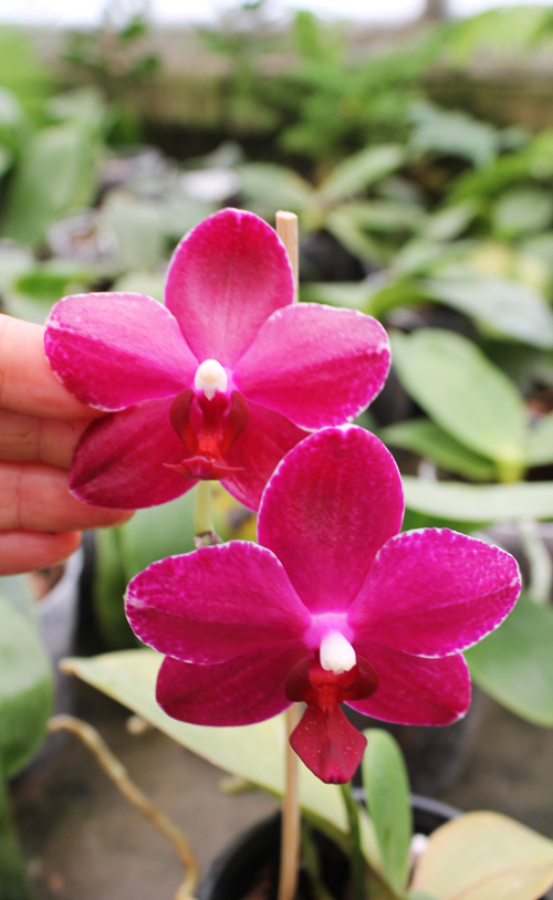 Phalaenopsis Chingruey's Fancy 'Red Wine'.jpg