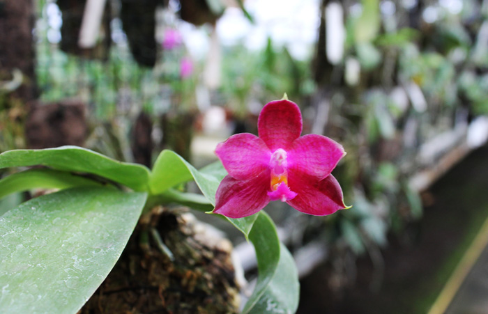 Phalaenopsis Lea Maria Salazar.jpg