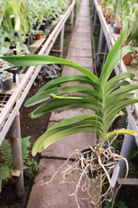 Vanda Dr Anek x Katsulea.jpg