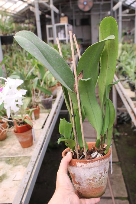 Brassolaeliocattleya Chia Lin 'New City'.jpg