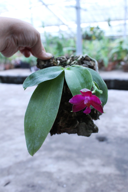 Phalaenopsis Lea Maria Salazar.jpg