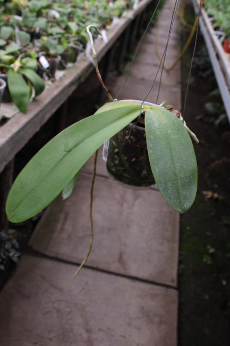 Phalaenopsis gigantea 'KF#8' x Ho's Kungfong Glory 'KF'.jpg
