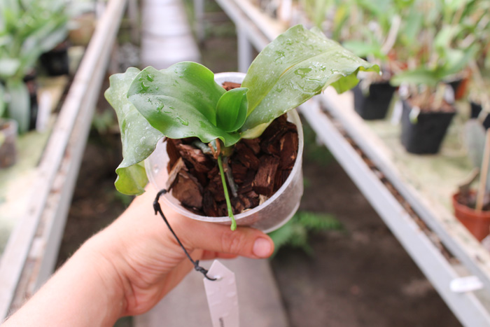 Kingidium deliciosum.jpg