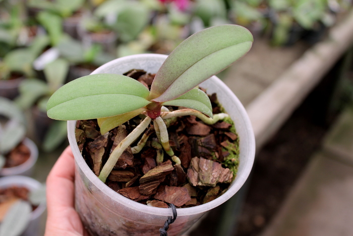 Doritaenopsis Lius Sakura.JPG