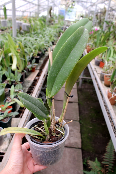 Cattleya mendelii.JPG