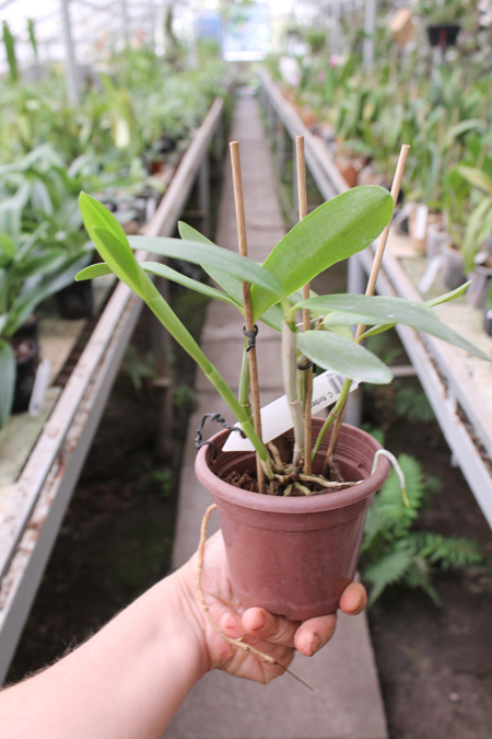 Cattleya forbesii.jpg