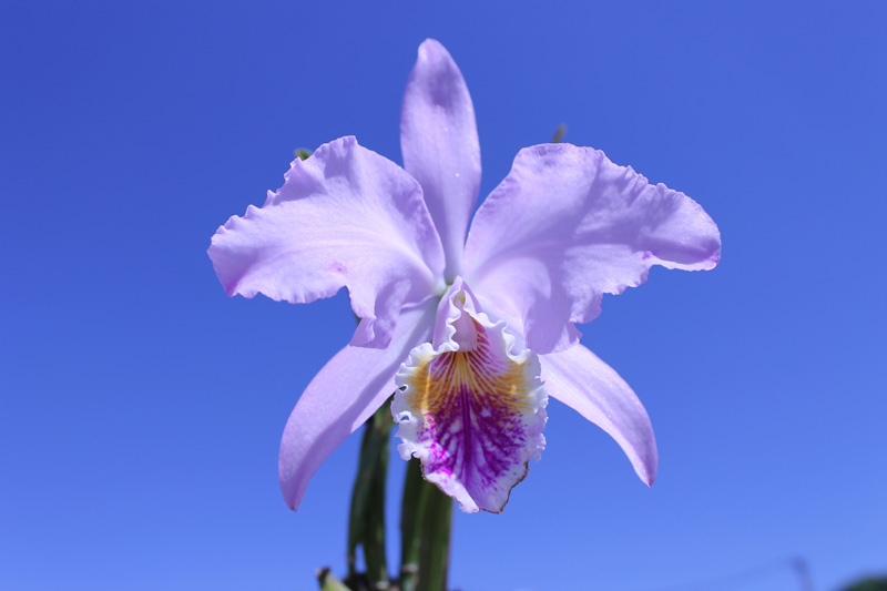 Cattleya mossiae.jpg
