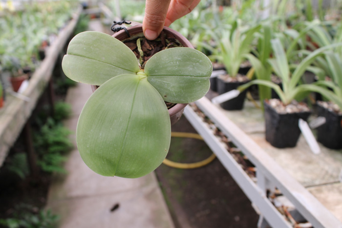 Phalaenopsis bellina 'blue'.jpg