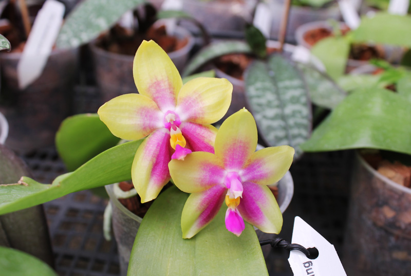 Phalaenopsis Ld's Bear Queen x Chang Mow Evergreen.jpg