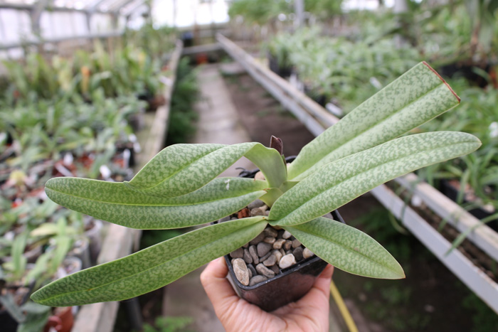 Paphiopedilum (Lady Isabel x godefroyae).jpg