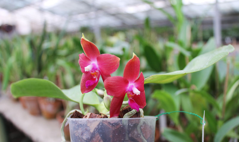 Phalaenopsis Jennifer Palermo (C1 type) x Phalaenopsis LD's Bear Queen.jpg