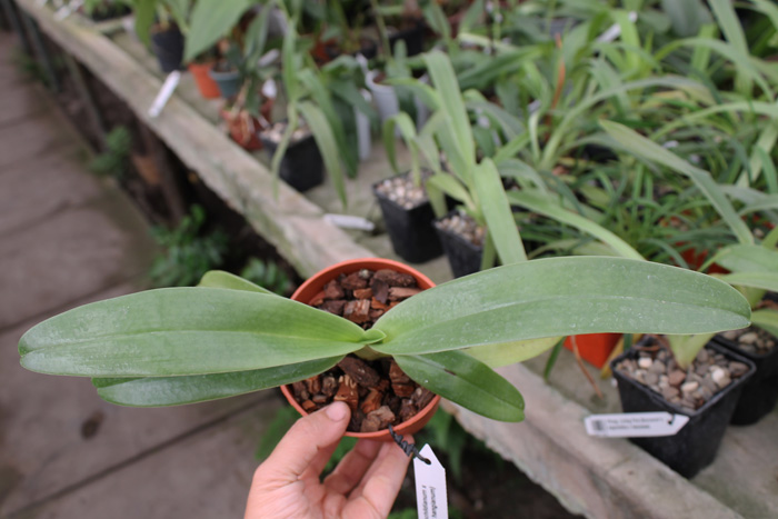 Paphiopedilum rothschildianum x (emersonii x hangianum).jpg