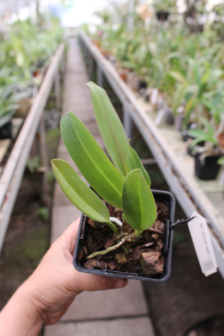 Cattleya labiata 'Yellow Eyes' x self.jpg