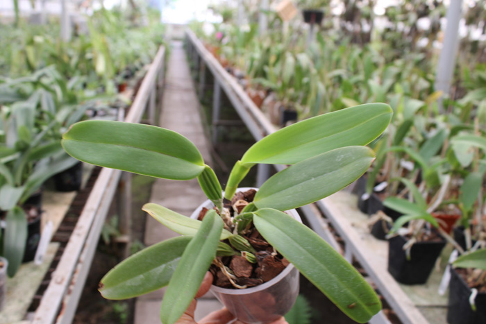 Cattleya labiata punctata x Cattleya labiata punctata (quase concolor) 'AWZ'.jpg