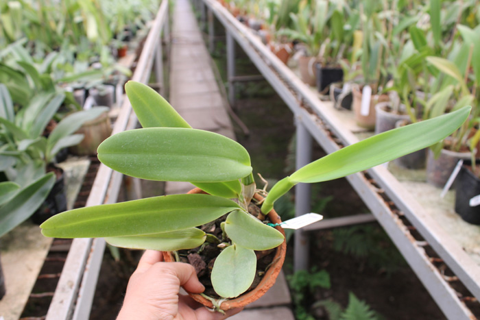 Cattleya labiata sem alba 'Marina' x Cattleya labiata semi alba sanguinea 'A Paccione'.jpg