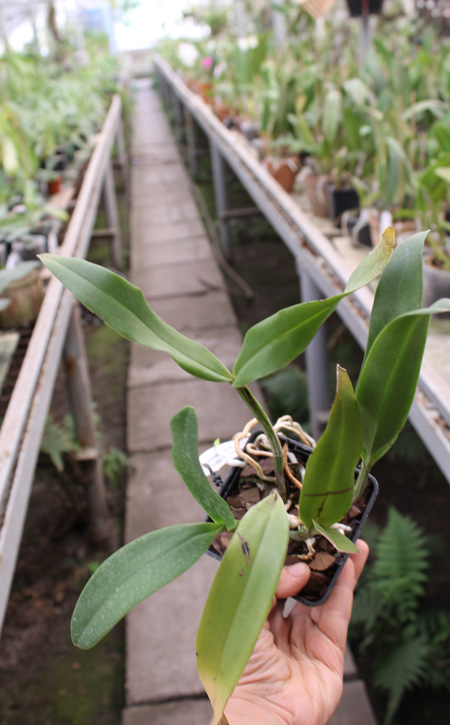 Epicattleya Siam Jade 'Avo'.jpg