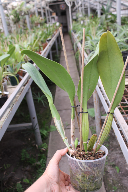 Potinara Spanish Eyes 'Tian Mu'.jpg