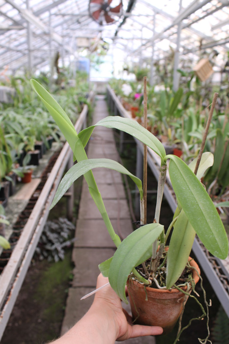 Cattleya Dominiana.jpg