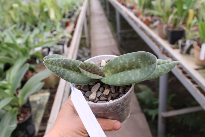 Paphiopedilum venustum.jpg