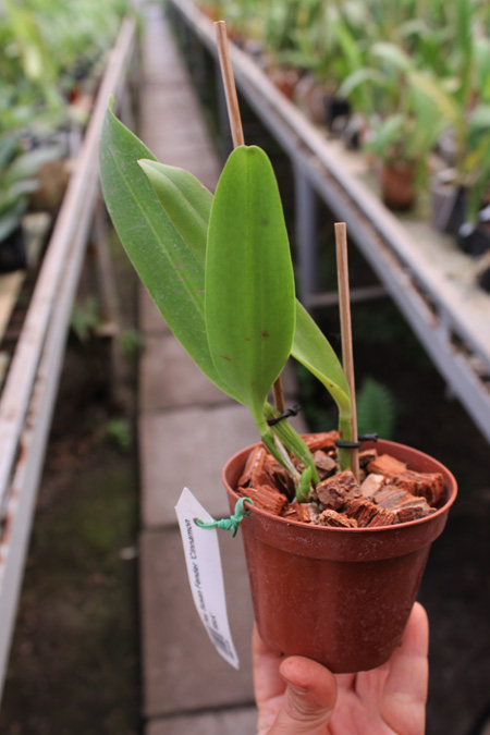 Potinara Susan Fender 'Cinnamon Stick'.jpg