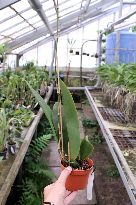 Psychopsis Mariposa 'Green Valley'.JPG